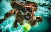 dogswim.jpg
